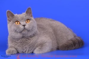 Британская кошка голубого окраса