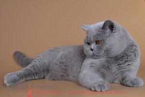 Британский голубой кот Cesare of Noble Birth