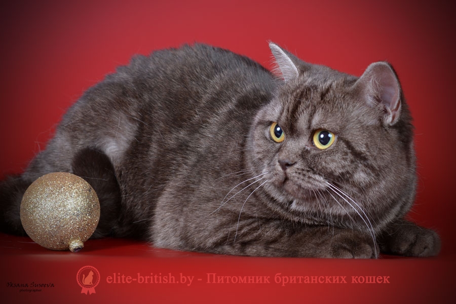британские кошки дымчатые, дымчатые британцы, британский дымчатый кот, британская кошка дымчатого окраса, британец дымчатый фото