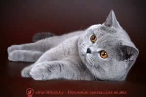 Британский кот голубого окраса CH Cesare of Noble Birth