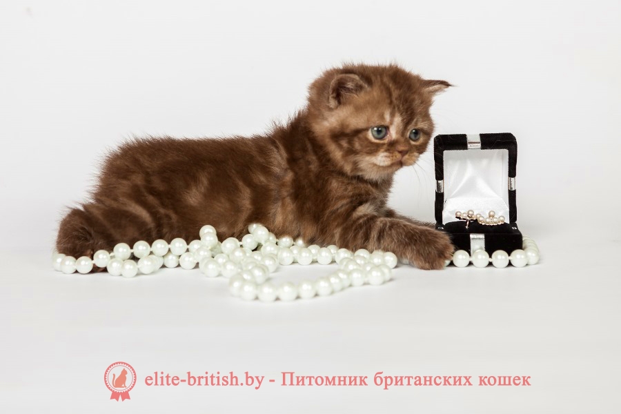 британские кошки дымчатые, дымчатые британцы, британский дымчатый кот, британская кошка дымчатого окраса, британец дымчатый фото