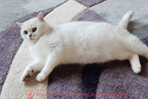 Британская кошка серебристый тикированный окрас Kayros Pride Fina