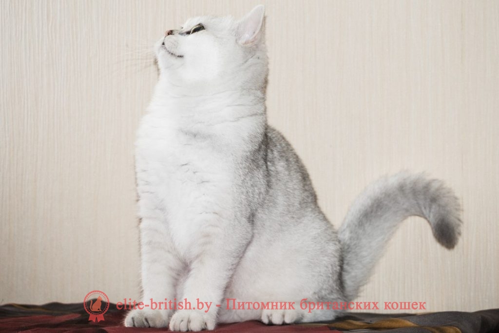 британский кот серебристый, серебристый британец фото, серебристые британцы, британские серебристые котята, тикированный британец, серебристый тикированный британец, кошки британские серебристые, британская короткошерстная окраса серебро