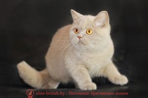 Британская кошка фавн Cesarina Masson Club (BRI p)