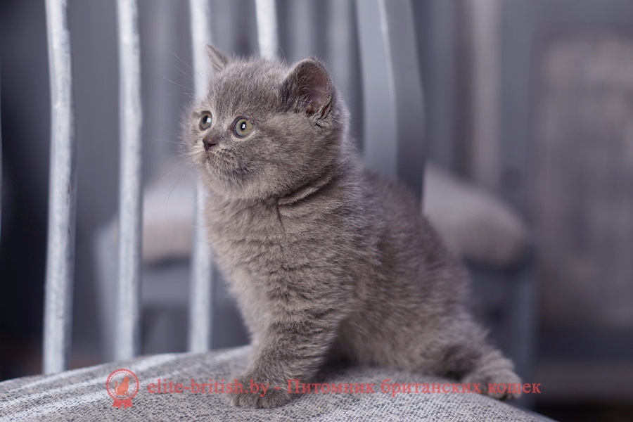сообщение о русской голубой кошке. британская короткошёрстная кошка внешний вид. рассмотрите фотографию серо голубой короткошерстной кошки. кот британец короткошерстный с высунытом языком. критерии огэ биология 2022.