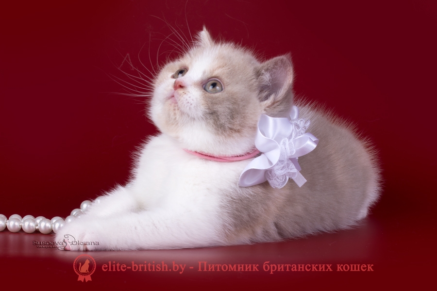 биколор британская кошка, кот британский биколор, британский котенок биколор, голубой биколор британец, биколор британец, британские котята биколор фото, британцы биколор фото