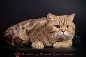 Британский кот Райдон шоколадного мраморного окраса