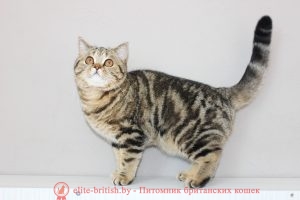 Британская кошка Джессика черного мраморного окраса