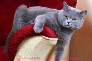 Британский голубой кот CH. Orley O’Casey of Noble Birth