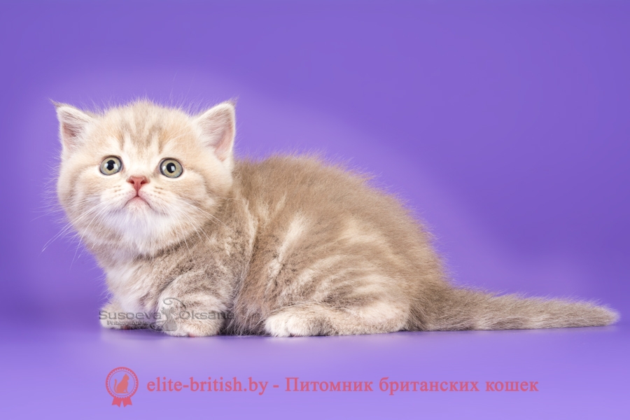 британская кошка фавн, британский кот фавн, британцы фавн, окрас фавн британских кошек, британская кошка фавн, британский кот фавн, британцы фавн, окрас фавн британских кошек, британский короткошерстный котенок цвета корицы, британские котята цвета корицы, британский короткошерстный котенок цвета корицы, британские котята цвета корицы, циннамон британец, британские кошки циннамон, британский кот циннамон, британские котята циннамон, британцы окраса циннамон, циннамон британец фото