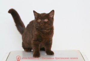 Британская кошка Ханни шоколадного окраса