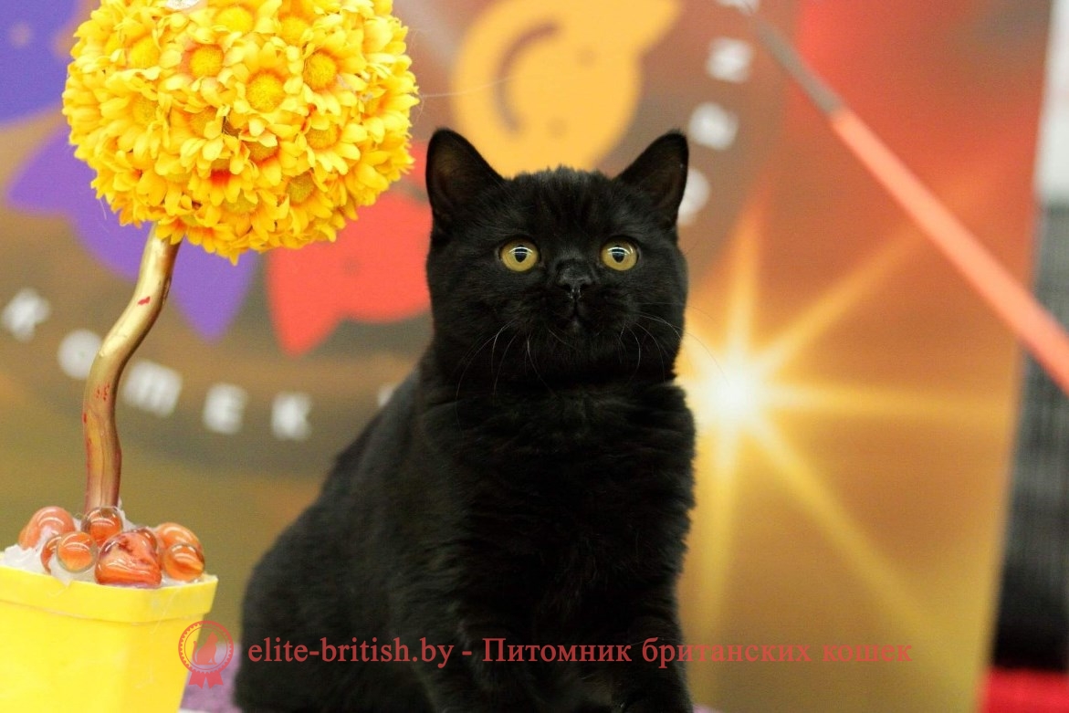 британец черный фото, черные британцы фото, черный британский кот фото, черные британские коты фото, черная британская кошка, черная британская кошка фото, черный британский кот, черные британские коты, британский черный котенок, черные британские котята, кот британец черный фото, черные коты британцы фото, черный британец, британцы черные, британские котята черного окраса, черный британец котенок, котята британцы черные, фото черного британского котенка, черные британские котята фото, британцы коты черные, черный британец кот, британец черный мрамор на серебре, британские коты черного окраса фото, британец черного цвета, черная кошка британец, кот британец черно белый, британец черного цвета, британские кошки окрас черный, британцы черный окрас, британские кошки черный мрамор, британский кот черный мрамор, британский котенок черный мрамор, черный мраморный британец, черный мрамор британцы, котята британцы черные фото, черный британец котенок фото, британцы черного окраса фото, кошки британцы черные фото, британские кошки черного окраса фото, фото британских котят черного окраса, британская кошка черного окраса, британская черный окрас, британские котята черного окраса, британские котята черного окраса фото, британские кошки черного окраса фото, британский кот черного окраса фото, британцы черного окраса, британцы черного окраса фото