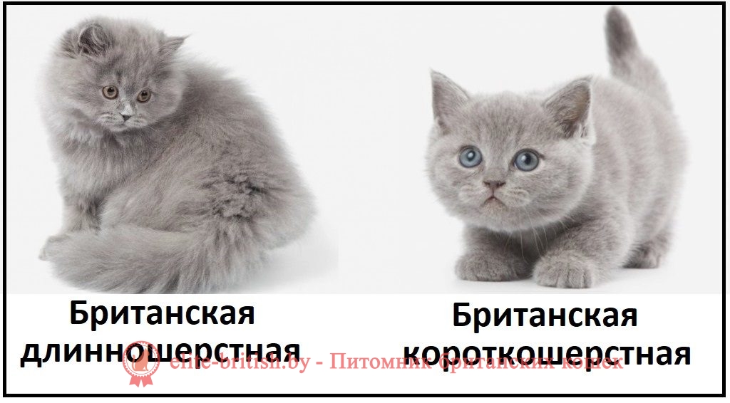 Фото британского длинношерстного котенка и короткошерстного: голубой окрас, сравнение британская длинношерстная кошка фото, британская длинношерстная кошка, длинношерстные британцы фото, британские длинношерстные котята, британский длинношерстный кот, британские длинношерстные коты фото, длинношерстный британец, ританская длинношерстная кошка цена, британская длинношерстная кошка купить, британская длинношерстная кошка характер, куплю британского длинношерстного котенка, британский котенок длинношерстный фото, кот британец длинношерстный фото, породы кошек британская длинношерстная, британская длинношерстная кошка окрасы, британская вислоухая длинношерстная кошка фото, порода кошек британская длинношерстная фото, британец длинношерстный цена, длинношерстные британцы купить, британцы длинношерстные уход, британские длинношерстные кошки уход, британские кошки вислоухие длинношерстные, британская длинношерстная кошка черная, кот британец длинношерстный, котята британцы длинношерстные