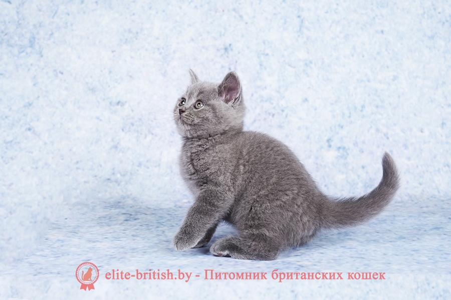 британец голубой фото, голубые британцы фото, британский кошки голубой, британская голубая кошка, британская голубая кошка фото, британской голубой кошки фото, кот британский голубой, коты британские голубые, голубые британские котята фото, британский голубой котенок фото, британский голубой кот фото, фото британского голубого кота, окрас британских котят голубой фото, британские котята голубого окраса фото, британцы коты фото голубые, кот голубой британец фото, британский голубой котенок, британские голубые котята, британская вислоухая кошка фото голубая, британская голубая кошка фото цена, голубые британцы, голубой британец, британский голубой вислоухий кот, британский голубой вислоухий кот фото, британские голубые вислоухие коты фото, голубые британцы вислоухие, голубой вислоухий британец, британские коты голубого окраса фото, котенок британец голубой фото, котята голубые британцы фото, британский кот голубого окраса, голубой британец цена, голубые британцы цена, британец короткошерстный голубой, британские голубые кошки цена, кошка британская голубая характер, британская голубая короткошерстная кошка фото, британский голубой котенок цена, британские голубые котята цена, голубые вислоухие британские котята фото, коты голубые британцы