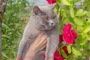 Kiara Wonderful cats (BRI a) голубая британская кошка