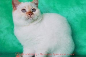 Британская кошка красный пойнт Teodosiya from Romanoff Yad Cats