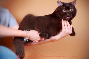Британский кот шоколадного окраса Ягуар