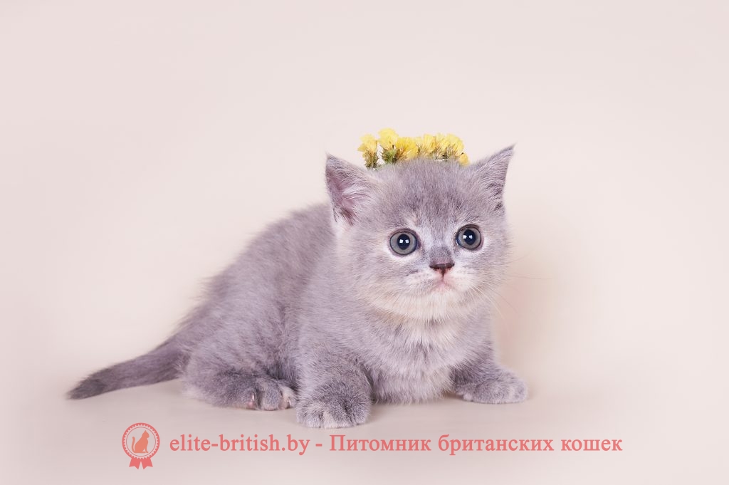 купить британского котенка, купить британца, британец голубой фото, голубые британцы фото, британский кошки голубой, британская голубая кошка, британская голубая кошка фото, британской голубой кошки фото, кот британский голубой, коты британские голубые, голубые британские котята фото, британский голубой котенок фото, британский голубой кот фото, фото британского голубого кота, окрас британских котят голубой фото, британские котята голубого окраса фото, британцы коты фото голубые, кот голубой британец фото, британский голубой котенок, британские голубые котята, британская вислоухая кошка фото голубая, британская голубая кошка фото цена, голубые британцы, голубой британец, британский голубой вислоухий кот, британский голубой вислоухий кот фото, британские голубые вислоухие коты фото, голубые британцы вислоухие, голубой вислоухий британец, британские коты голубого окраса фото, котенок британец голубой фото, котята голубые британцы фото, британский кот голубого окраса, голубой британец цена, голубые британцы цена, британец короткошерстный голубой, британские голубые кошки цена, кошка британская голубая характер, британская голубая короткошерстная кошка фото, британский голубой котенок цена, британские котята черепахового окраса фото, черепаховый окрас британской кошки фото, черепаховый британец, британская черепаховая кошка фото, британцы черепахового окраса фото, кошки британские черепахового окраса, черепаховый британский кот, британские коты черепахового окраса, британская черепаховая кошка