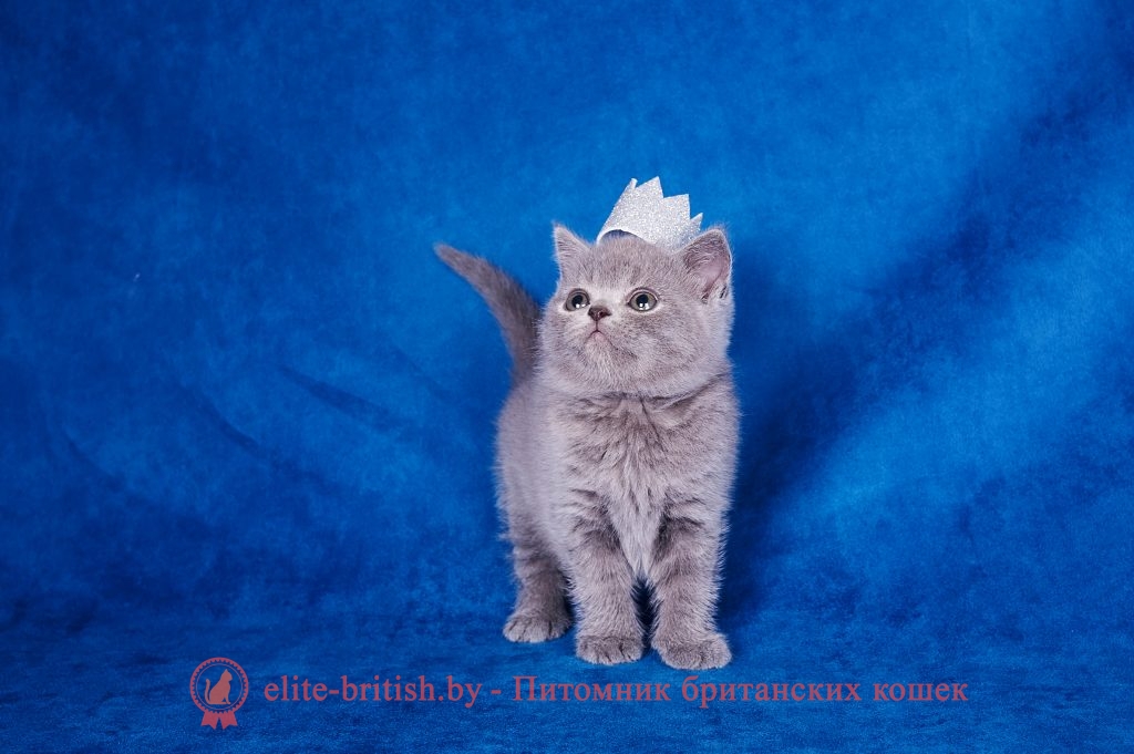 британец голубой фото, голубые британцы фото, британский кошки голубой, британская голубая кошка, британская голубая кошка фото, британской голубой кошки фото, кот британский голубой, коты британские голубые, голубые британские котята фото, британский голубой котенок фото, британский голубой кот фото, фото британского голубого кота, окрас британских котят голубой фото, британские котята голубого окраса фото, британцы коты фото голубые, кот голубой британец фото, британский голубой котенок, британские голубые котята, британская вислоухая кошка фото голубая, британская голубая кошка фото цена, голубые британцы, голубой британец, британский голубой вислоухий кот, британский голубой вислоухий кот фото, британские голубые вислоухие коты фото, голубые британцы вислоухие, голубой вислоухий британец, британские коты голубого окраса фото, котенок британец голубой фото, котята голубые британцы фото, британский кот голубого окраса, голубой британец цена, голубые британцы цена, британец короткошерстный голубой, британские голубые кошки цена, кошка британская голубая характер, британская голубая короткошерстная кошка фото, британский голубой котенок цена, британские голубые котята цена, голубые вислоухие британские котята фото, коты голубые британцы