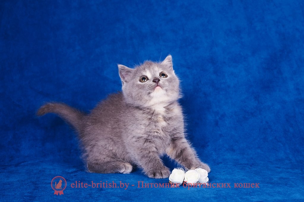 купить британского котенка, купить британца, британец голубой фото, голубые британцы фото, британский кошки голубой, британская голубая кошка, британская голубая кошка фото, британской голубой кошки фото, кот британский голубой, коты британские голубые, голубые британские котята фото, британский голубой котенок фото, британский голубой кот фото, фото британского голубого кота, окрас британских котят голубой фото, британские котята голубого окраса фото, британцы коты фото голубые, кот голубой британец фото, британский голубой котенок, британские голубые котята, британская вислоухая кошка фото голубая, британская голубая кошка фото цена, голубые британцы, голубой британец, британский голубой вислоухий кот, британский голубой вислоухий кот фото, британские голубые вислоухие коты фото, голубые британцы вислоухие, голубой вислоухий британец, британские коты голубого окраса фото, котенок британец голубой фото, котята голубые британцы фото, британский кот голубого окраса, голубой британец цена, голубые британцы цена, британец короткошерстный голубой, британские голубые кошки цена, кошка британская голубая характер, британская голубая короткошерстная кошка фото, британский голубой котенок цена, британские котята черепахового окраса фото, черепаховый окрас британской кошки фото, черепаховый британец, британская черепаховая кошка фото, британцы черепахового окраса фото, кошки британские черепахового окраса, черепаховый британский кот, британские коты черепахового окраса, британская черепаховая кошка