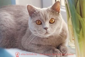 Британская кошка лилового окраса - Эшли