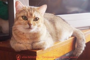 Золотая британская кошка Донна Шарлотта