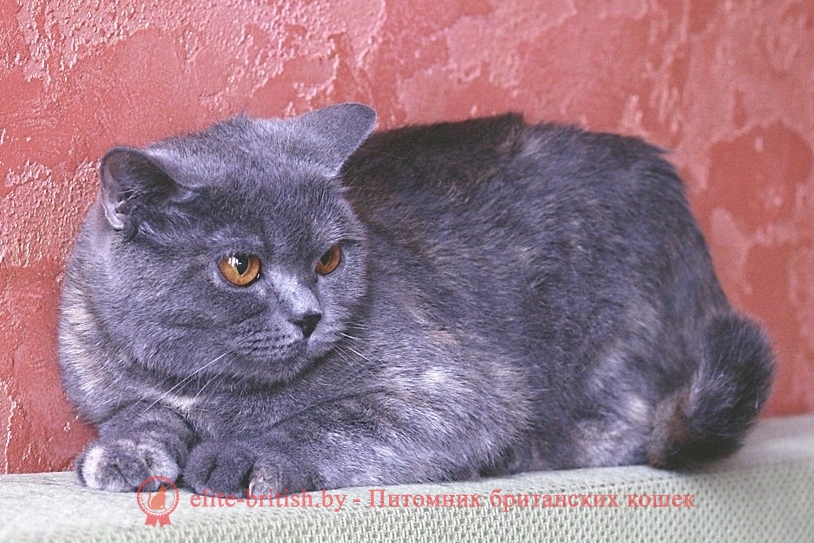Британская кошка голубого черепахового окраса  Afrodita Pruss
