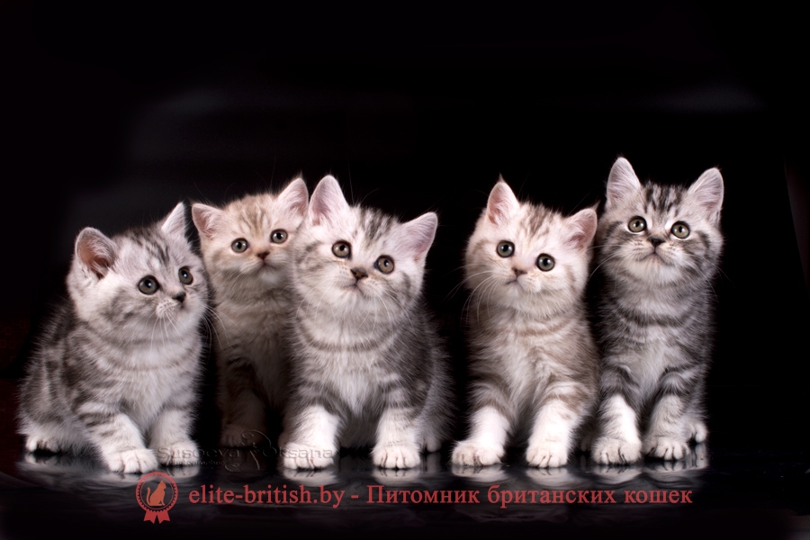 британский кот серебристый, серебристый британец фото, серебристые британцы, британские серебристые котята, тикированный британец, серебристый тикированный британец, кошки британские серебристые, британская короткошерстная окраса серебро, британский кот мраморный, мраморный британец, мраморный окрас британских котят, британский кот мраморного окраса, мраморный окрас британской кошки, британец мраморного окраса, котята британцы мраморный окрас, мраморный окрас британских котят, серебристый мраморный британец, британская мраморная кошка характер, британский кот мраморного окраса, британец голубой мрамор, британец черный мрамор на серебре, красный мраморный британец, британская мраморная кошка, мраморный окрас британской кошки, британские кошки черный мрамор, мраморная британская короткошерстная кошка, британские кошки мрамор на серебре, британский кот черный мрамор, британский кот мрамор на серебре, британский мраморный котенок, британские котята мрамор, британские котята мрамор на серебре, британский котенок черный мрамор, британец мрамор, британец мрамор на серебре, британец мраморный кот, британец мраморного окраса, черный мраморный британец, черный мрамор британцы, мраморный вислоухий британец, котята британцы мраморный окрас, мраморные британцы котята, британские котята мраморного окраса фото, мраморный британец фото, мраморная британская кошка фото, британские кошки мраморного окраса фото, британские коты мраморные фото, британские котята фото мраморные, британцы мрамор на серебре фото, кот британец фото мраморный, британцы мраморный окрас фото, 