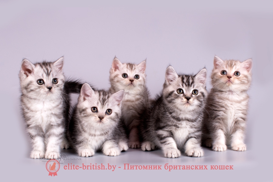 британский кот серебристый, серебристый британец фото, серебристые британцы, британские серебристые котята, тикированный британец, серебристый тикированный британец, кошки британские серебристые, британская короткошерстная окраса серебро, британский кот мраморный, мраморный британец, мраморный окрас британских котят, британский кот мраморного окраса, мраморный окрас британской кошки, британец мраморного окраса, котята британцы мраморный окрас, мраморный окрас британских котят, серебристый мраморный британец, британская мраморная кошка характер, британский кот мраморного окраса, британец голубой мрамор, британец черный мрамор на серебре, красный мраморный британец, британская мраморная кошка, мраморный окрас британской кошки, британские кошки черный мрамор, мраморная британская короткошерстная кошка, британские кошки мрамор на серебре, британский кот черный мрамор, британский кот мрамор на серебре, британский мраморный котенок, британские котята мрамор, британские котята мрамор на серебре, британский котенок черный мрамор, британец мрамор, британец мрамор на серебре, британец мраморный кот, британец мраморного окраса, черный мраморный британец, черный мрамор британцы, мраморный вислоухий британец, котята британцы мраморный окрас, мраморные британцы котята, британские котята мраморного окраса фото, мраморный британец фото, мраморная британская кошка фото, британские кошки мраморного окраса фото, британские коты мраморные фото, британские котята фото мраморные, британцы мрамор на серебре фото, кот британец фото мраморный, британцы мраморный окрас фото, 