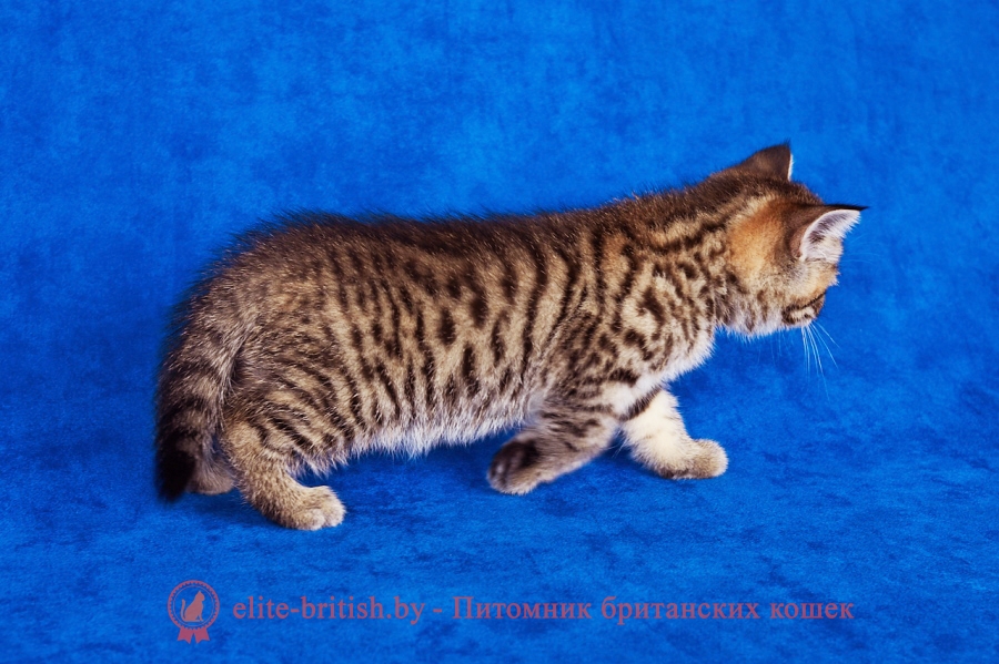 тигровая британская кошка, британец тигровый, британец табби тигровый, тигровый британский котенок, британский котенок тигрового окраса, британская тигровая кошка фото, тигровые британские котята фото, британский кот мраморный, мраморный британец, мраморный окрас британских котят, британский кот мраморного окраса, мраморный окрас британской кошки, британец мраморного окраса, котята британцы мраморный окрас, мраморный окрас британских котят, серебристый мраморный британец, британская мраморная кошка характер, британский кот мраморного окраса, британец голубой мрамор, британец черный мрамор на серебре, красный мраморный британец, британская мраморная кошка, мраморный окрас британской кошки, британские кошки черный мрамор, мраморная британская короткошерстная кошка