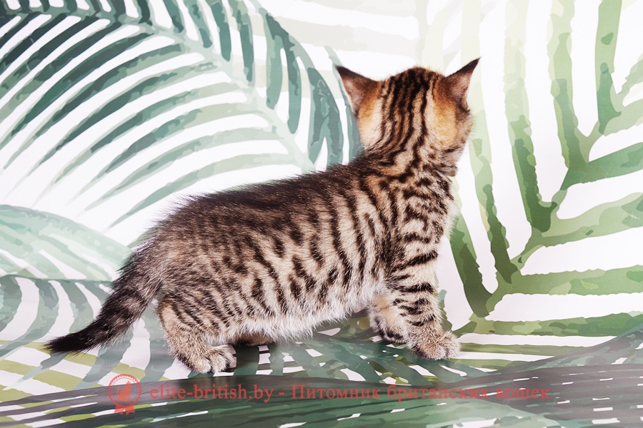 тигровая британская кошка, британец тигровый, британец табби тигровый, тигровый британский котенок, британский котенок тигрового окраса, британская тигровая кошка фото, тигровые британские котята фото, британский кот мраморный, мраморный британец, мраморный окрас британских котят, британский кот мраморного окраса, мраморный окрас британской кошки, британец мраморного окраса, котята британцы мраморный окрас, мраморный окрас британских котят, серебристый мраморный британец, британская мраморная кошка характер, британский кот мраморного окраса, британец голубой мрамор, британец черный мрамор на серебре, красный мраморный британец, британская мраморная кошка, мраморный окрас британской кошки, британские кошки черный мрамор, мраморная британская короткошерстная кошка
