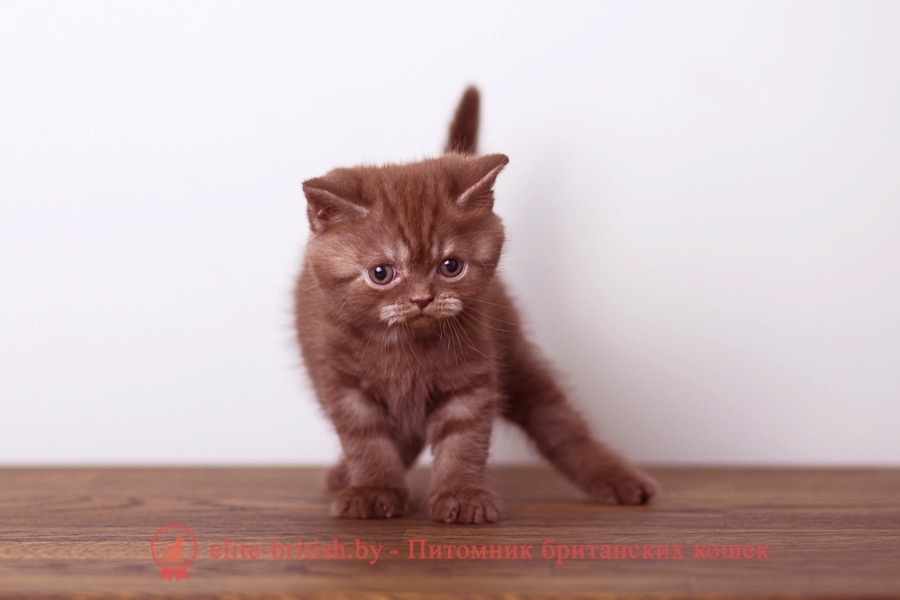 Дымчатый котенок фото пушистый