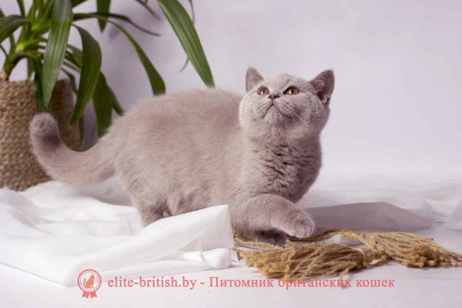 лиловый британец, британец лиловый фото, фото лиловых британцев, британский лиловый котенок, британские коты лилового окраса фото, фото лиловых британских котят, британские котята фото лиловые, британская кошка фото лиловая, фото лиловой британской кошки, британские котята лилового окраса фото, лиловая британская кошка, британский лиловый кот фото, британские котята лилового окраса, лиловый окрас британских кошек фото, лиловый британский кот, кот британец лиловый фото, лиловый окрас британских кошек, британцы лилового окраса, британец лилового цвета, британец лилового окраса фото, лиловые британцы вислоухие фото, британская короткошерстная кошка лиловая, лиловый цвет британских кошек, британская лиловая кошка характер, британские котята лилового цвета, британские вислоухие котята фото лиловые, котята британцы лиловые фото, британский кот лилового окраса, британский вислоухий кот лиловый, британские котята лиловые купить, британские лиловые котята цена, купить лилового британца, лиловые британцы котята, британцы коты лиловые, британцы лилак поинт, британцы вислоухие лиловые