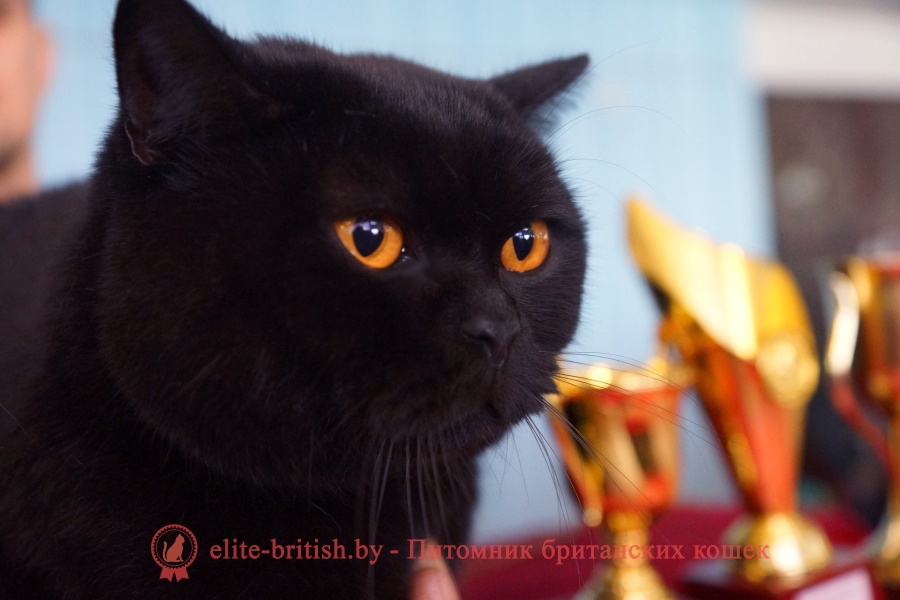Фото кошек британской окрас черный породы thumbnail