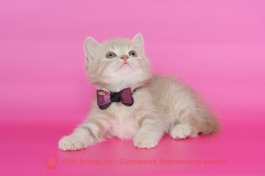 британская кошка фавн, британский кот фавн, британцы фавн, окрас фавн британских кошек, британская кошка фавн, британский кот фавн, британцы фавн, окрас фавн британских кошек