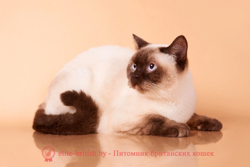 Колор-пойнт окрас британских кошек: фото, стандарт породы. Колор-пойнт ...