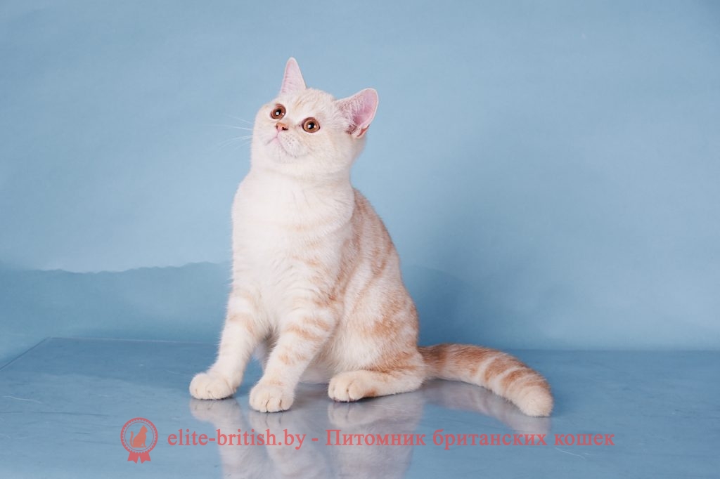 рыжий британский кот, рыжий британец фото, рыжие британские котята фото, британский кот рыжий фото, ыжий британец, британские рыжие котята, рыжий британец кот, британская кошка рыжая, котята британцы рыжие фото, британцы рыжего окраса, котенок рыжий британец, британская короткошерстная кошка рыжая, ританский кот рыжего окраса, британские котята рыжего окраса, британцы красного окраса, красный британец, красные британцы, британская красная кошка, британский кот красный, красные британские коты, красный окрас британских кошек, британский кот красного окраса, красный британец фото, фото красных британцев, красный окрас британских кошек, британец красного окраса, британский кот красного окраса, британец рыжего окраса, британский кот рыжего окраса, британские котята рыжего окраса