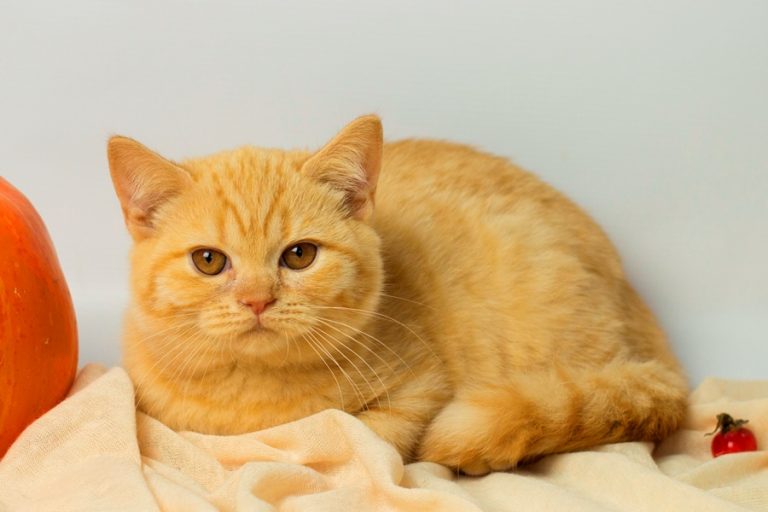 Котята фото красивые пушистые рыжие котята