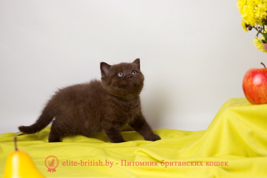 шоколадные британцы фото, британские кошки шоколадного окраса фото, британские шоколадные котята фото, шоколадный британец, британские кошки шоколадный окрас, котенок британец шоколадный, британская шоколадная кошка фото, британский шоколадный кот фото, шоколадные британцы котята фото, шоколадная британская кошка, шоколадный британский кот, британец кот шоколадный, британские коты шоколадного окраса, британские коты шоколадного окраса фото, британские котята шоколадного окраса фото, шоколадный британский котенок, кошки британцы шоколадные, британец шоколадного цвета, британский котенок шоколадного окраса, британцы окрас шоколадный, британская кошка шоколадного окраса фото, британские котята шоколадного окраса фото, британский кот шоколадного окраса фото, британцы шоколадного окраса фото, британцы коричневого цвета, кошки британские коричневые, британские коричневые котята фото, британский кот коричневый, коричневый британец, коричневые британские котята, кот британец коричневый, британские кошки коричневого окраса