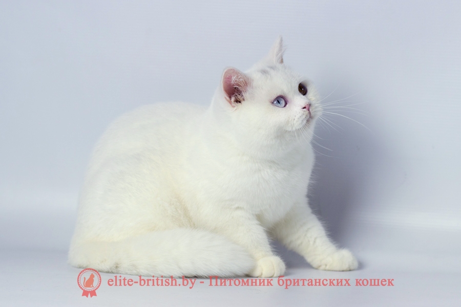 купить британского белого котенка, британец белого окраса, британские котята белого окраса, белые британцы, белый британец, белые британские коты фото, британский белый кот фото, белые британские котята фото, британский котенок белый фото, белый британец фото, белые британцы фото, британские коты белые, белый британский кот, британские котята белые, британский белый котенок, коты белые британцы, белый британец кот, вислоухий британец белый фото, вислоухие белые британцы фото, белый британский вислоухий кот, белые британские котята купить, белый вислоухий британец, черно белые британцы, черно белый британец, белый британец купить, черно белый британский кот, британец белый цена, британец котенок белый, белые британцы котята, белые британцы цена, кот британец черно белый, кот британец фото белый,
