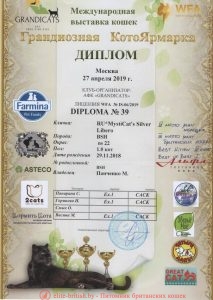 Диплом юниор британского кота серебристого черного мраморного CH. LIBERO