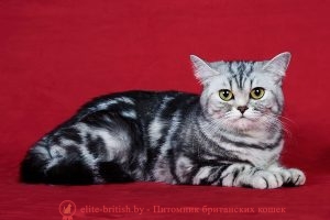 Британская кошка черного серебристого мраморного окраса