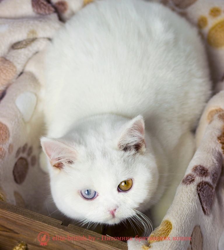 купить британского белого котенка, британец белого окраса, британские котята белого окраса, белые британцы, белый британец, белые британские коты фото, британский белый кот фото, белые британские котята фото, британский котенок белый фото, белый британец фото, белые британцы фото, британские коты белые, белый британский кот, британские котята белые, британский белый котенок, коты белые британцы, белый британец кот, вислоухий британец белый фото, вислоухие белые британцы фото, белый британский вислоухий кот, белые британские котята купить, белый вислоухий британец, черно белые британцы, черно белый британец, белый британец купить, черно белый британский кот, британец белый цена, британец котенок белый, белые британцы котята, белые британцы цена, кот британец черно белый, кот британец фото белый,