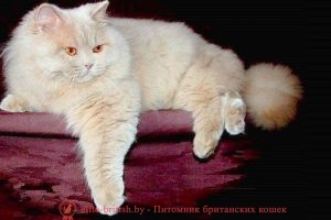 Британский кот фавн окраса  Int.Ch.Kevin Ariosto (BRI p