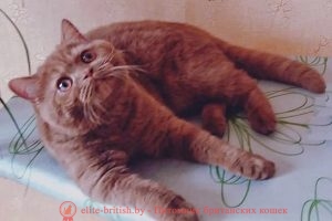 Британская кошка циннамон Ch.Tiramisu DIONA BY