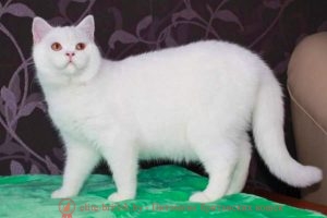 Британская кошка белого окраса Мама: CH. Mila Bentley Mur (BRI w)