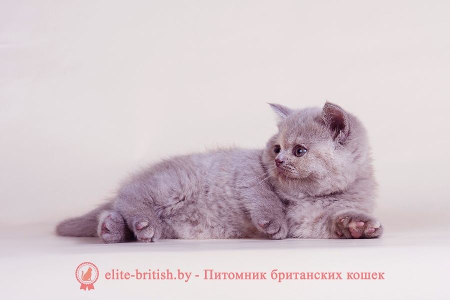 лиловый британец, британец лиловый фото, фото лиловых британцев, британский лиловый котенок, британские коты лилового окраса фото, фото лиловых британских котят, британские котята фото лиловые, британская кошка фото лиловая, фото лиловой британской кошки, британские котята лилового окраса фото, лиловая британская кошка, британский лиловый кот фото, британские котята лилового окраса, лиловый окрас британских кошек фото, лиловый британский кот, кот британец лиловый фото, лиловый окрас британских кошек, британцы лилового окраса, британец лилового цвета, британские котята черепахового окраса фото, черепаховый окрас британской кошки фото, черепаховый британец, британская черепаховая кошка фото, британцы черепахового окраса фото, кошки британские черепахового окраса, черепаховый британский кот, британские коты черепахового окраса, британская черепаховая кошка, британские черепаховые котята, британские котята черепахового окраса, британцы