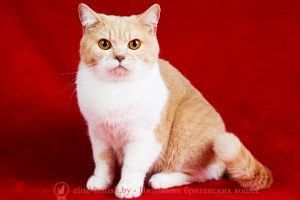 Британская кошка крем биколор Невада Люкосан