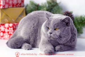 Британский кот голубого окраса Ch. Quentin Bentley Mur (BRI a)