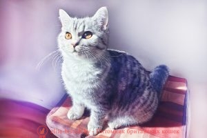 Британская кошка серебристого пятнистого окраса Джейн